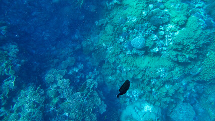 Fototapeta na wymiar Corals and colorful fish in the Red Sea. Egypt