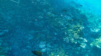 Corals and colorful fish in the Red Sea. Underwater current. Egypt