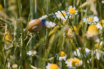 snail on daises
