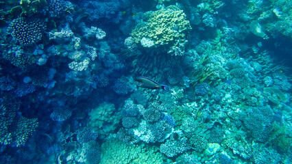 Naklejka na ściany i meble Corals and Surgeon Fish in the Red Sea. Egypt