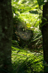 A close-up on spider's web surrounded by trees and fresh green plants.