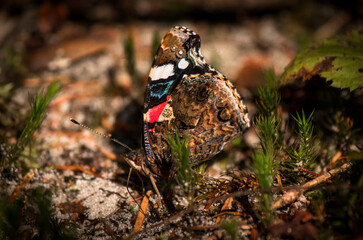 A close-up on the colorful butterfly sitting on a forest's undergrowth.