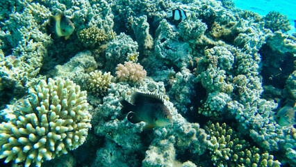 Naklejka na ściany i meble Corals and school of fish in the Red Sea. Egypt