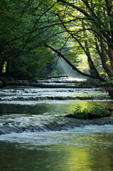 River flowing through forested landscape.