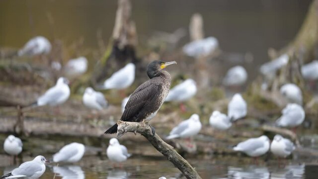 A young cormorant resting on branch, cloudy day in winter