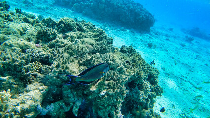 Fototapeta na wymiar Corals and Surgeon Fish in the Red Sea. Egypt