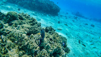Fototapeta na wymiar Corals and Surgeon Fish in the Red Sea. Egypt
