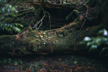 Winter Yaskuhima forest in Kyusyu Japan(World Heritage in Japan)