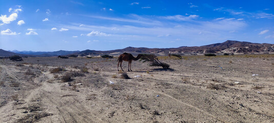 Wild camel eating tree in Wadi el Gemal National Park. Desert and blue sky. Egypt