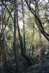 Winter Yaskuhima forest in Kyusyu Japan(World Heritage in Japan)