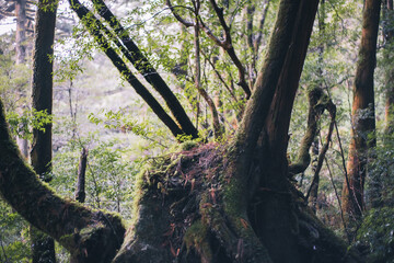 Winter Yaskuhima forest in Kyusyu Japan(World Heritage in Japan)