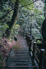 Winter Yaskuhima forest in Kyusyu Japan(World Heritage in Japan)