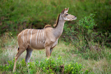 Naklejka na ściany i meble Greater kudu or kodoo (Tragelaphus strepsiceros) female. Mpumalanga. South Africa.