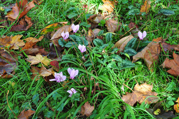 Autumn leaves in the grass