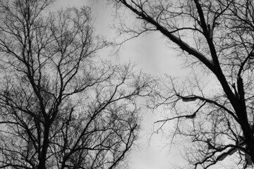 branch of tree silhouette on white background. black and white photo.