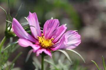 Fototapeta premium flower