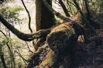 Winter Yaskuhima forest in Kyusyu Japan(World Heritage in Japan)