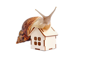 African snail Achatina isolated on white background. Giant African snail Achatina on white...