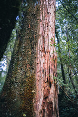 Winter Yaskuhima forest in Kyusyu Japan(World Heritage in Japan)