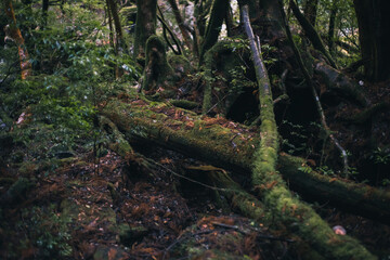 Winter Yaskuhima forest in Kyusyu Japan(World Heritage in Japan)