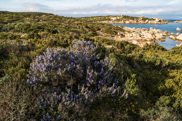 Seascape on the coast of the Erica valley Erica, - Sardinia