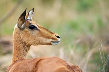 Obraz premium Impala (Aepyceros melampus). Mpumalanga female. South Africa.