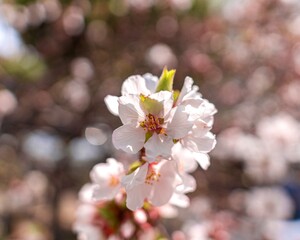 Obraz premium 벚꽃