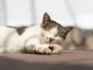 Fototapeta premium 잠자는 고양이