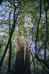 Fototapeta premium Winter Yaskuhima forest in Kyusyu Japan(World Heritage in Japan)