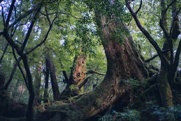 Fotobehang Winter Yaskuhima forest in Kyusyu Japan(World Heritage in Japan) © osero.