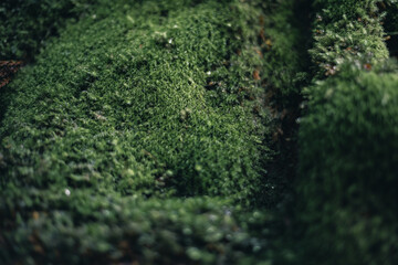 Winter Yaskuhima forest in Kyusyu Japan(World Heritage in Japan)