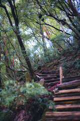 Winter Yaskuhima forest in Kyusyu Japan(World Heritage in Japan)