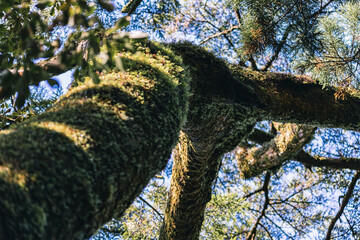 Winter Yaskuhima forest in Kyusyu Japan(World Heritage in Japan)