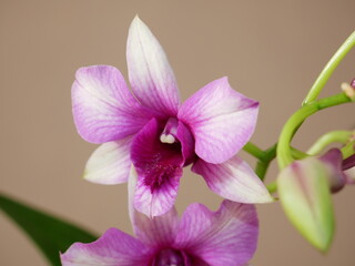 Fleur et bouton d'Orchidée dendrobium rose en gros plan devant fond brun