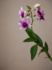 Orchid&eacute;e dendrobium avec boutons de fleurs devant fond brun