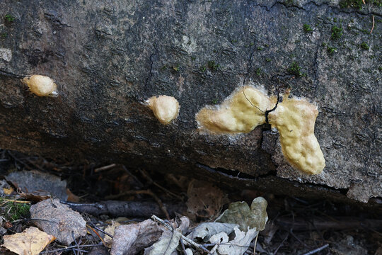 A plasmodial slime mold, no common English name, scientific name Fuligo laevis