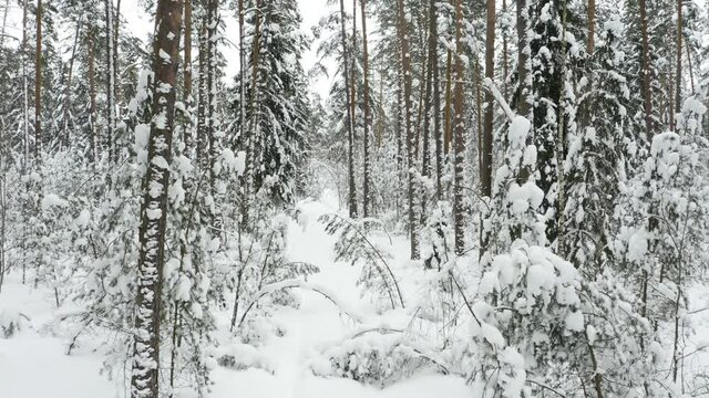 Drone shot flying in the winter pine tree forest. Slow flight in forest on winter season.
