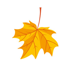 Yellow autumn maple leaf isolated flat vector
