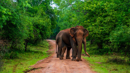 Fototapeta na wymiar Elephant close up. Big elephant walking through the forest. Standing elephant full length close up. Old Asian elephant