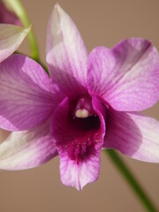 Orchidée dendrobium rose en gros plan 