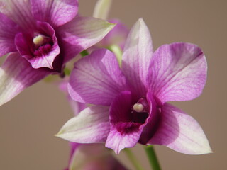 Deux fleurs d'orchidée en gros plan devant fond brun
