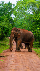 Fototapeta na wymiar Elephant close up. Big elephant walking through the forest. Standing elephant full length close up. Old Asian elephant