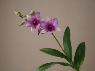 Orchidée dendrobium rose devant fond brun