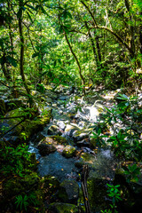 Madeira - Levada dos Cedros