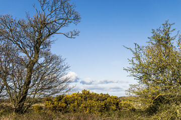 English landscape with gorse bush and copy sace