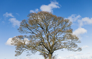 Budding tree against a blue sky with scattered cloud.