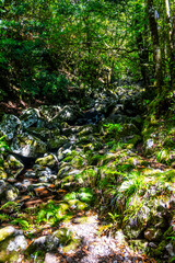 Madeira - Levada dos Cedros