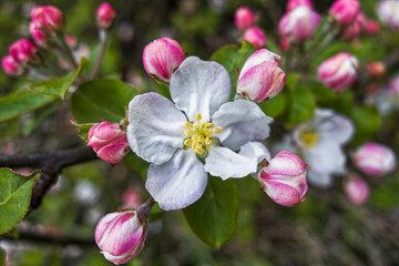 Blossom or flower of Malus sylvestris, the European crab apple