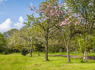 Cherry blossom against a blue sky with scattered cloud