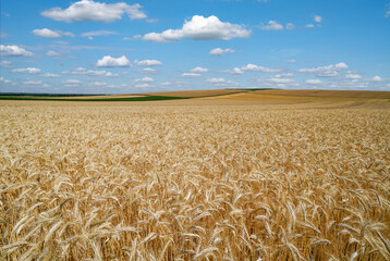 Goldgelbe, weite Getreidefelder eingerahmt in einer sommerlichen Landschaft. 
